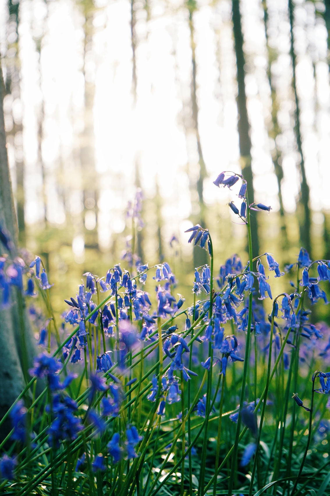 25 Uno dei più incredibili fenomeni naturali al mondo: la primavera nelle Fiandre.