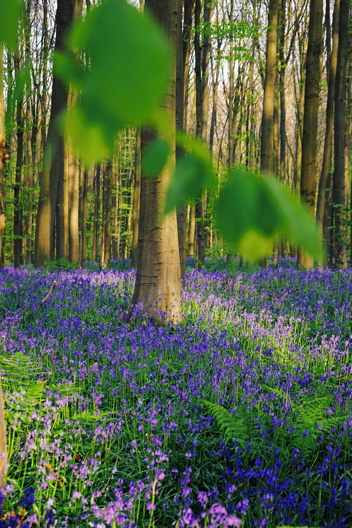 28 Uno dei più incredibili fenomeni naturali al mondo: la primavera nelle Fiandre.